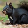 Black Squirrel 的头像