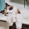 Joshuachiu profil fotoğrafı