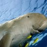 Фото профиля Dugong