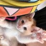 Profilbild von おもちねこ