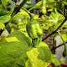 Profilbild von Poochy's Peppers And Pints