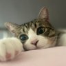 キジ白つくしちゃんときなこ🐾's profile picture