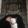 Profilbild von إيصّاد.