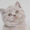 Фото профиля rosy