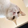 Profilbild von ワカメIsotope