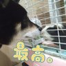 Profilbild von 柴んだ(イヴ)