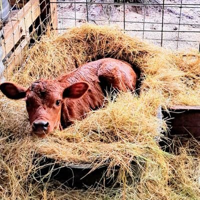 PeggiBosquez's profile picture