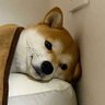 doge_book's profile picture