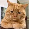 anak soleh's profile picture