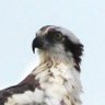 Dopplar profil fotoğrafı
