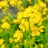 菜の花のなは菜っ葉のな 的头像