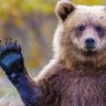 Blue Bear 的头像
