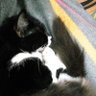 Fajar (ふぁじゃる) profil fotoğrafı