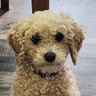 Jules and My Boy Jack 🐩's profile picture