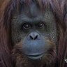 Profilbild von Borges