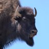 Profilbild von Wilf The Bison