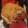 Le Goupil 🛑's profile picture