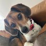 Lola Patolla's profile picture