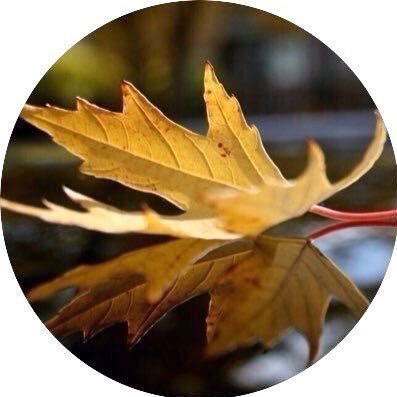 بنت المدينه 🇸🇦 's profile picture