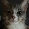 Wyzmeister profil fotoğrafı