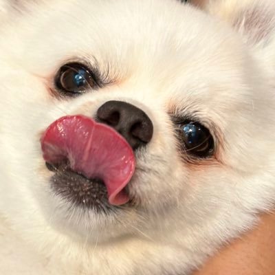 きつね's profile picture