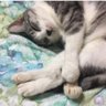 miya🐰's profile picture