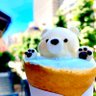 おのっち( 'ᵕ' و(و ♪'s profile picture