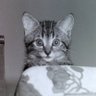 Pixie Wan Kanobi profil fotoğrafı