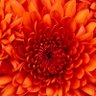 Alok Kr Asthana Dr's profile picture