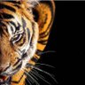 Profilbild von این نیز بگذرد