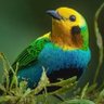 مغرد profil fotoğrafı