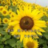 まっけい(オケイサン) profil fotoğrafı