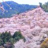 Фото профиля 山上咲麿