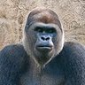 jez4u profil fotoğrafı