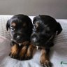 Profilbild von Chico and Boots