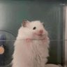 Silomón Tolomeo's profile picture