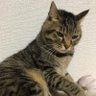 Profilbild von トムズX2
