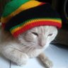 gato me𝕏ican's profile picture