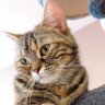向蓮次 profil fotoğrafı