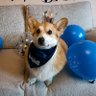 Фото профиля Ben The Corgi