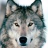Radwolf Sie Dauern 的头像