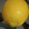 limonagrio's profile picture