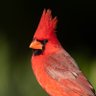 Fighting Northern Cardinals profil fotoğrafı