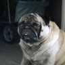 Jacob the Pug profil fotoğrafı