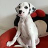 狗哥不是你狗哥🐕 的头像