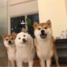 所以我该叫什么呢 profil fotoğrafı