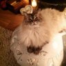 🇬🇧Deborah 🐶🐈's profile picture