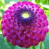 Precious Dahlia profil fotoğrafı