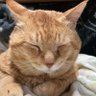 Profilbild von あるばぁと
