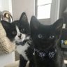 Profilbild von Lenny&Squiggy 🇨🇦🐈🐈